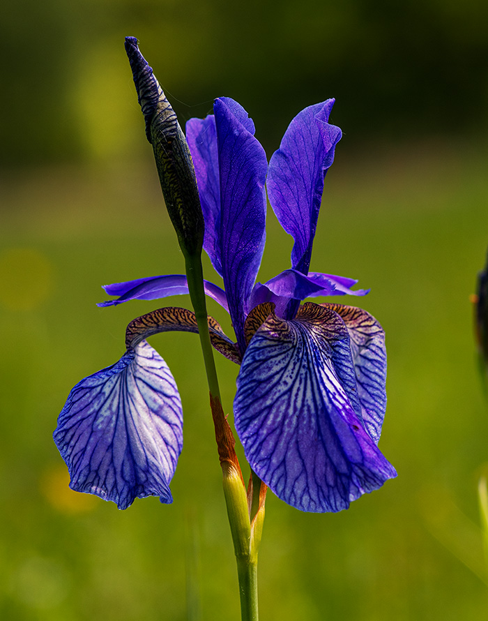 iris sibirica