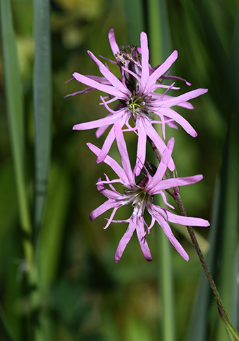 lychnis flos cuculi