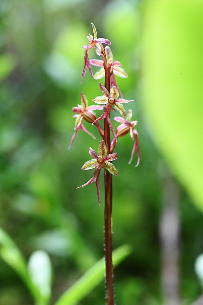 neottia cordata 