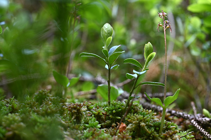 neottia cordata 5