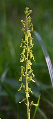 neottia ovata