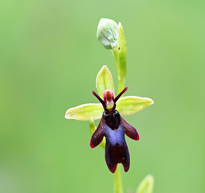 ophrys insectifera 1
