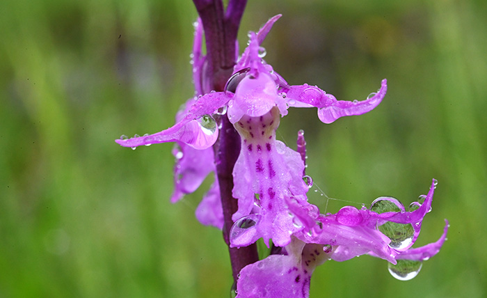 orchis mascula 2