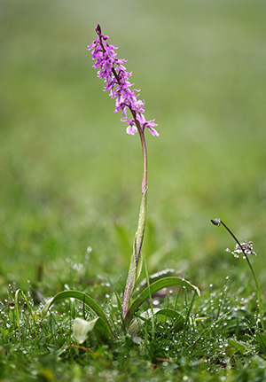 orchis mascula 5