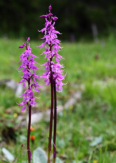 orchis mascula 6