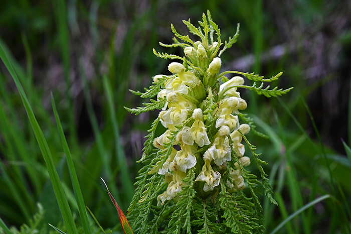 pedicuris foliosa