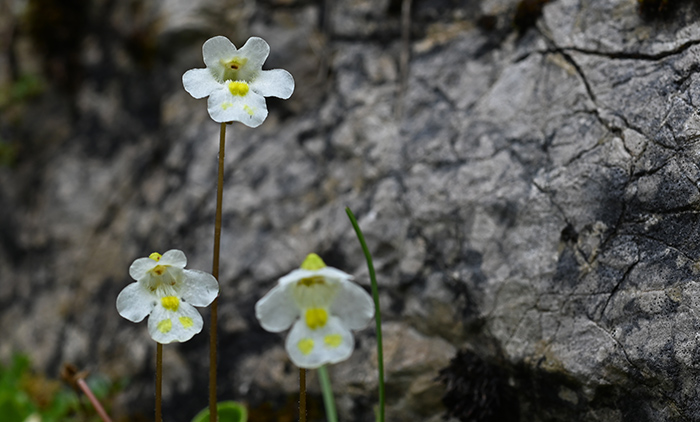 pinguicula alpina