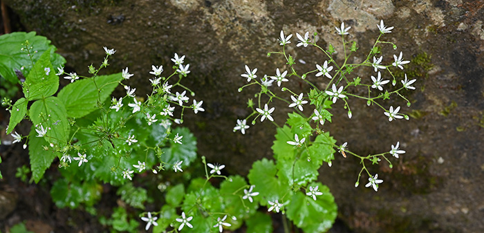 saxifraga rotundifolia