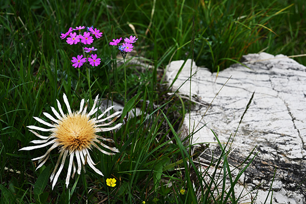 silberdistel