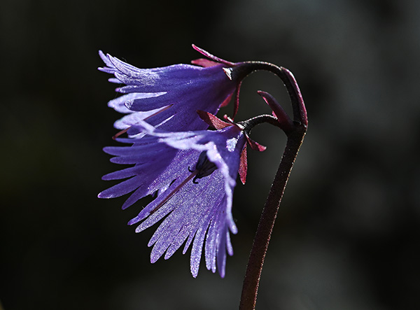 soldanella alpina