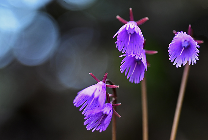 soldanella alpina 2