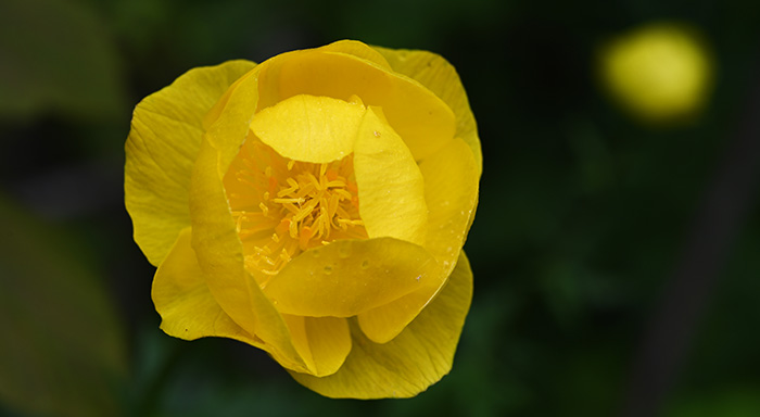 trollius