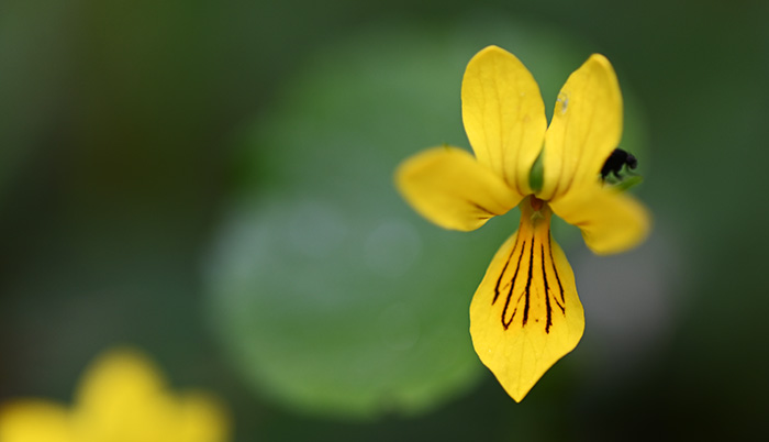 viola biflora