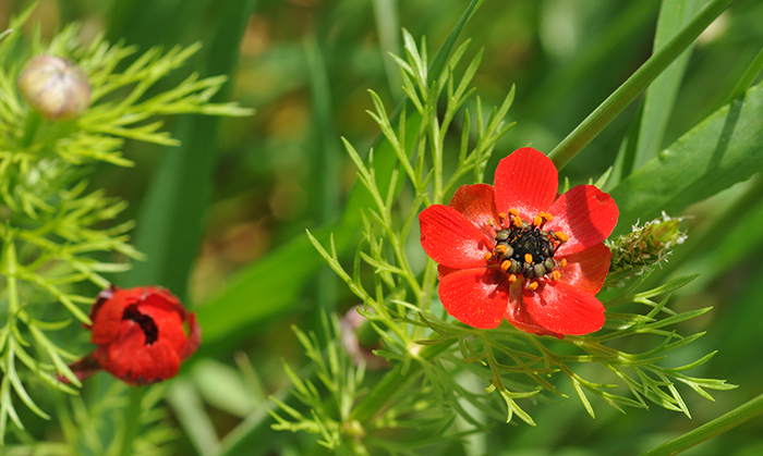 adonis microcarpa