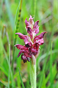 anacamptis coriophora