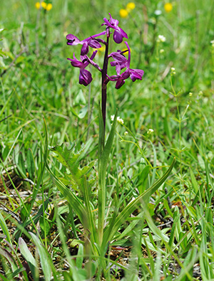 anacamptis laxiflora 1