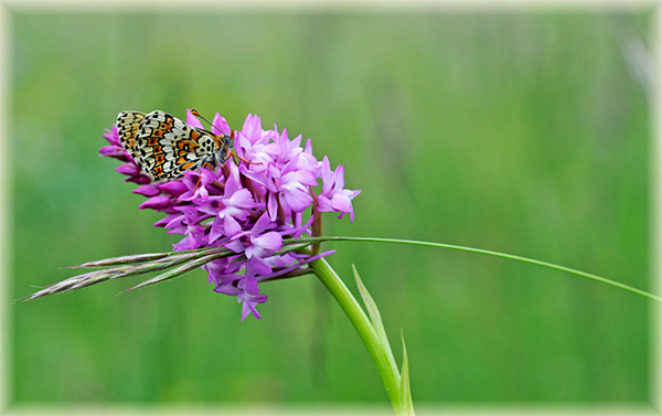 anacamptis pyramidalis