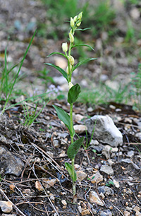 cephalanthera damasonium