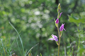 cephalanthera rubra 2