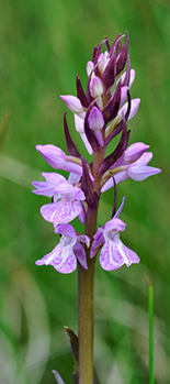 dactylorhiza elata 1