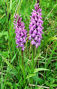 dactylorhiza maculata