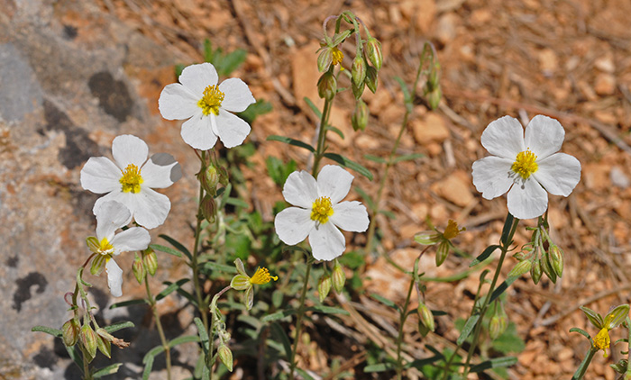 helianthemum