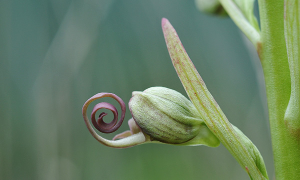 himantoglossum hircinum