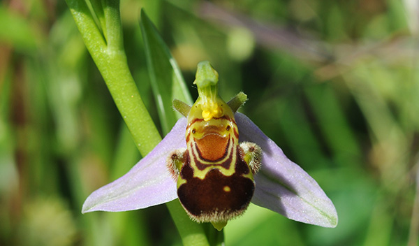 ophrys apifera