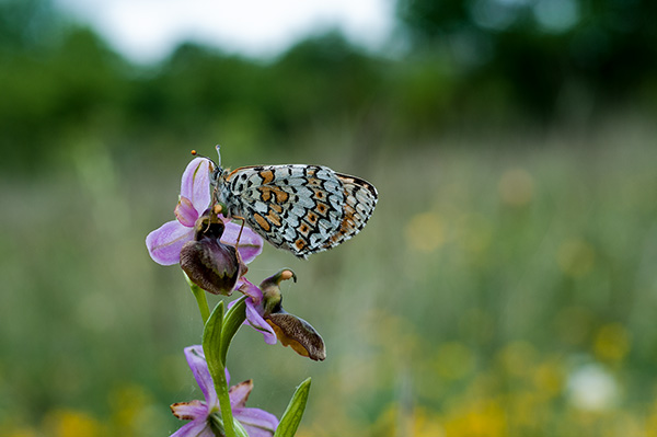 ophrys aveyronensis