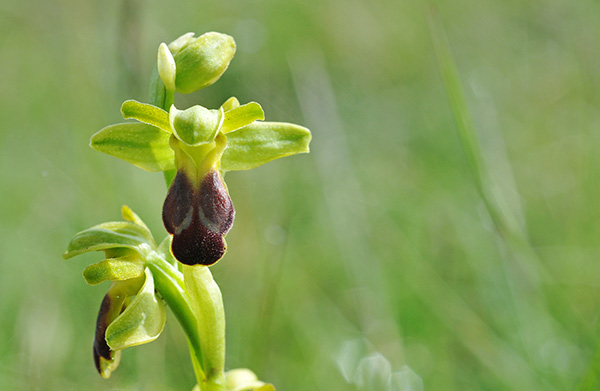 ophrys fusca