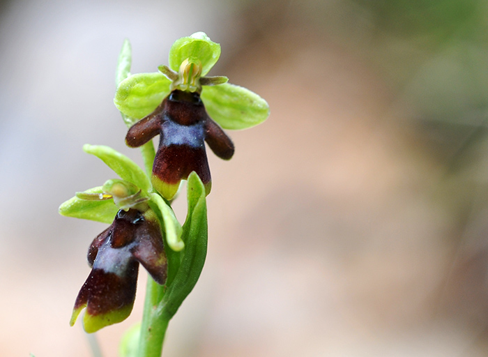 ophrys insectifera aymoninii 2