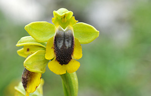 ophrys lutea