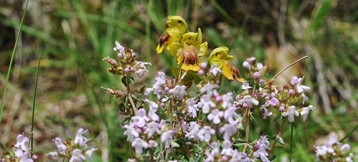 ophrys lutea 2