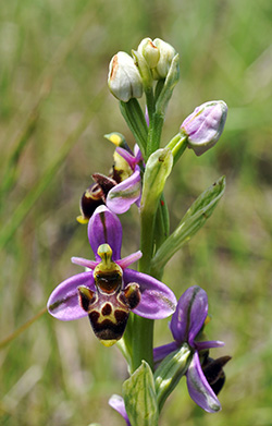 ophrys scolopax