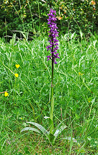 orchis mascula