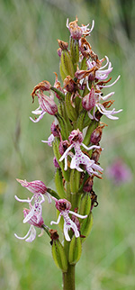 orchis purpurea simia 1