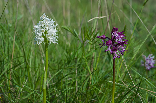 orchis simia