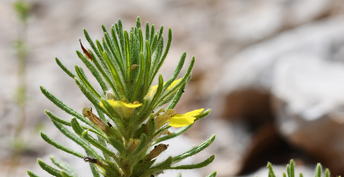 ajuga