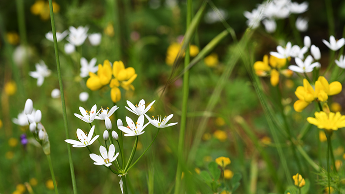 allium