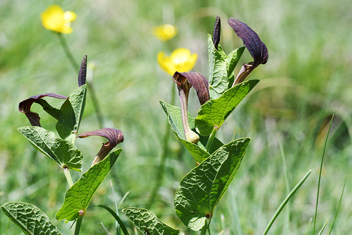 aristolochia