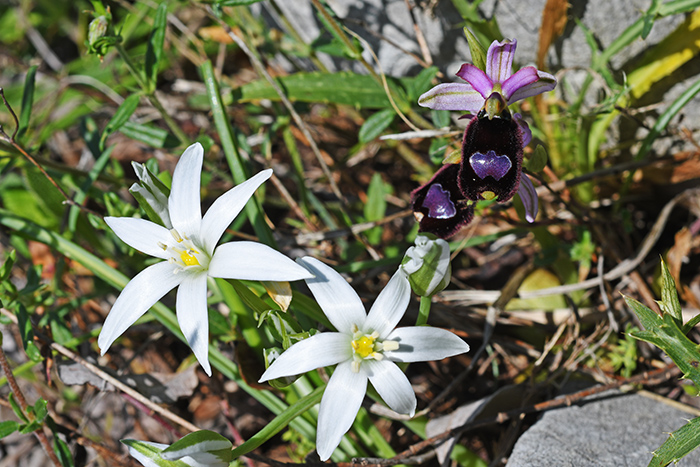 ophrys bertolonii 2