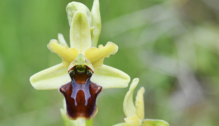 ophrys sphegodes tommasinii 1
