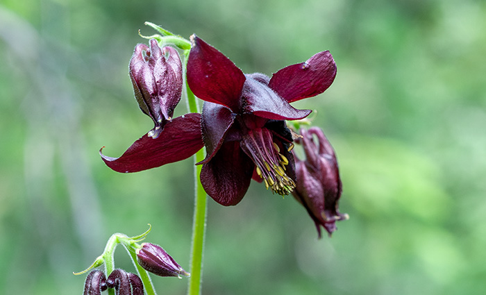 aquilegia atrata