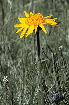 arnica montana