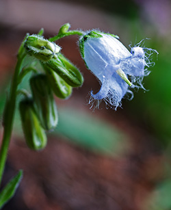 campanula