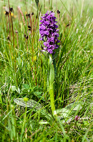 dactylorhiza majalis