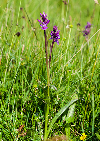 dactylorhiza traunsteineri