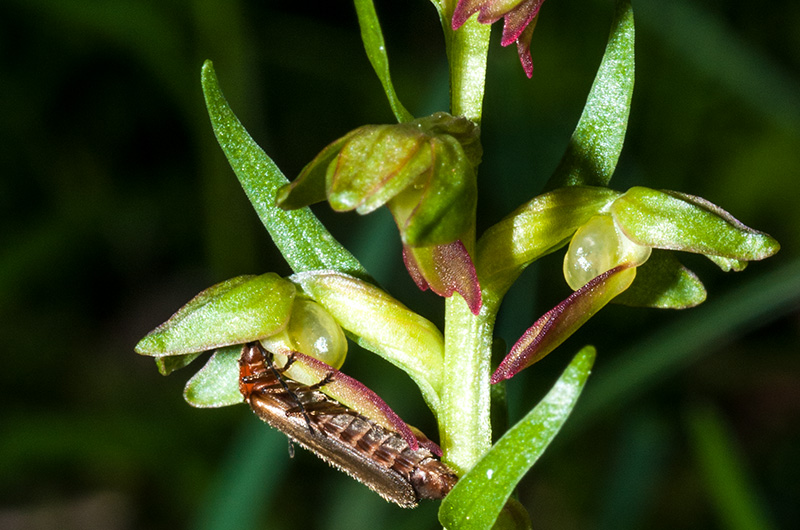 dactylorhiza viridis