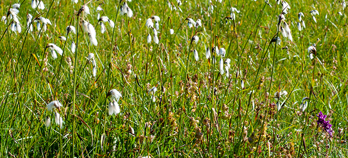 eriophorum