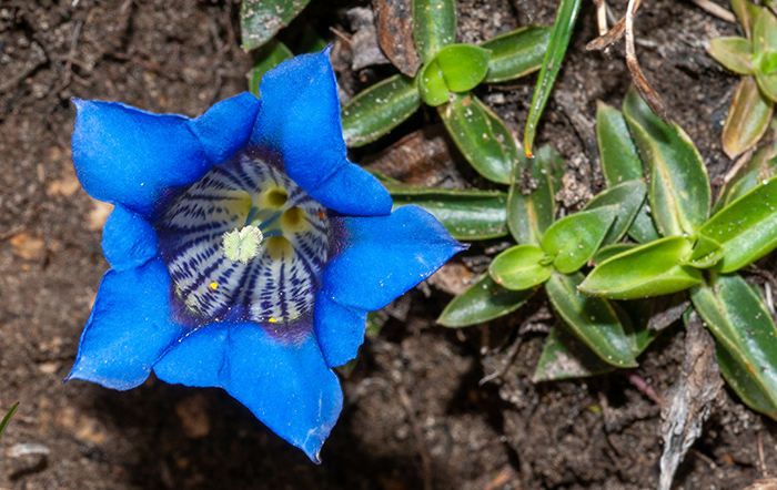 gentiana clusii